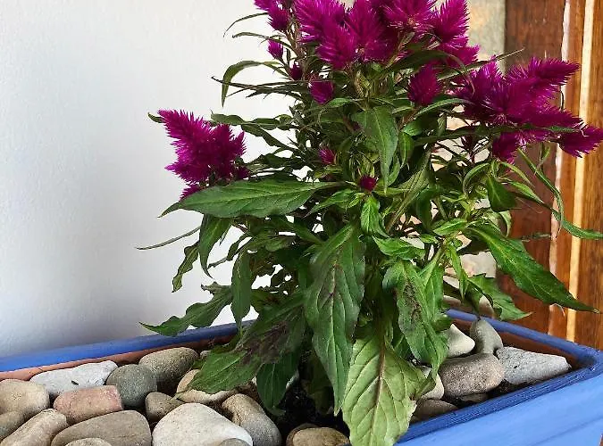 Hotel La Casona De Gueelitos 3*