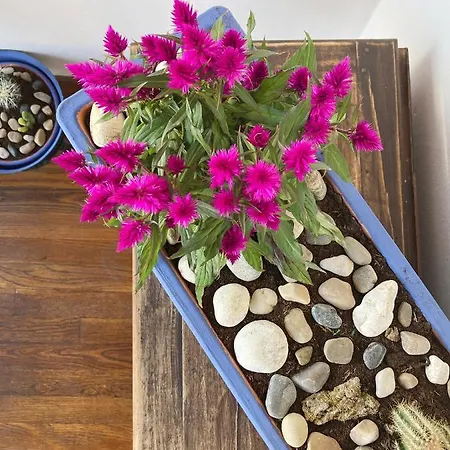 La Casona De Gueelitos