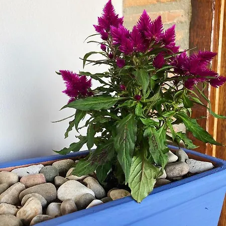 Otel La Casona De Gueelitos 3*