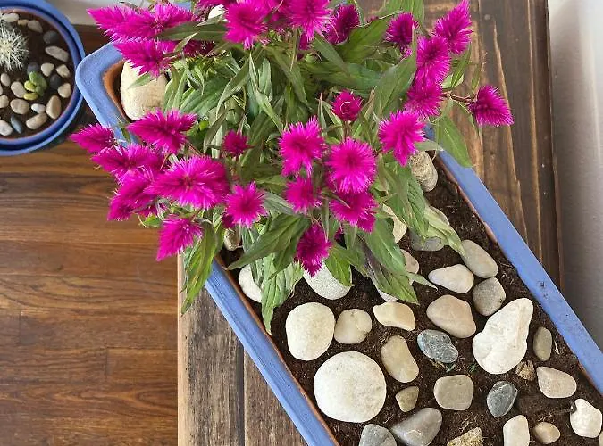 La Casona De Gueelitos